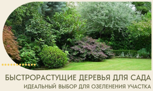 Быстрорастущие деревья для сада идеальный выбор в Находке