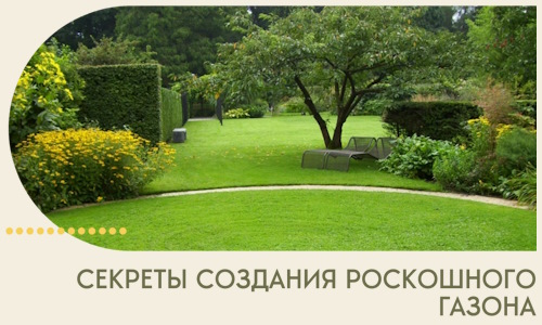 Секреты создания роскошного газона в Находке